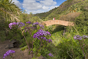 Jardin Canario botanical gardens close to Las Palmas