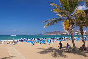 Las Canteras beach palm trees