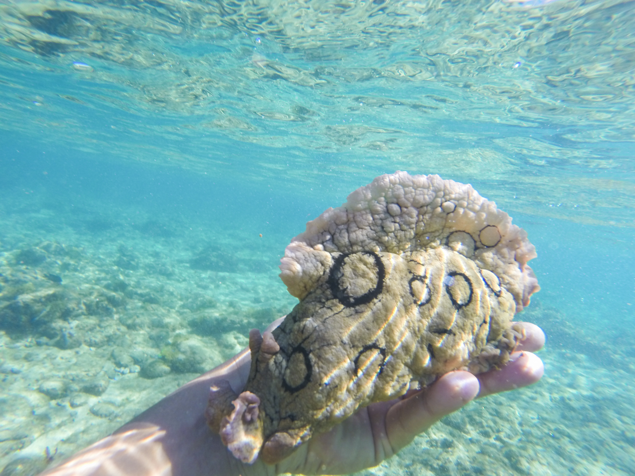 Sea hare in Gran Canaria