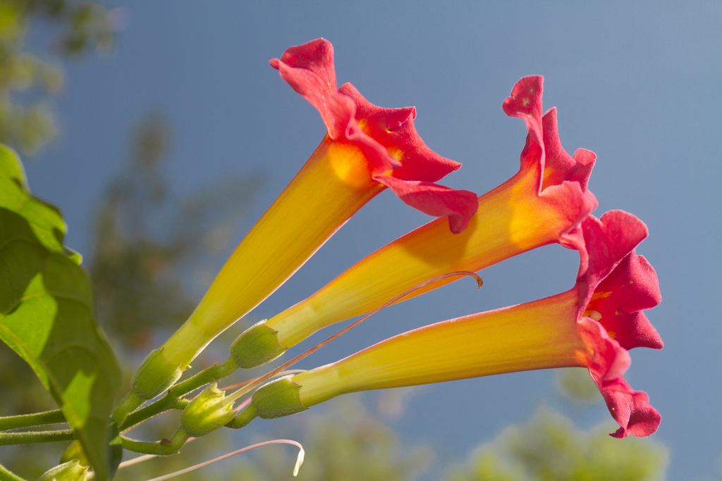 Flowers Gran Canaria 3