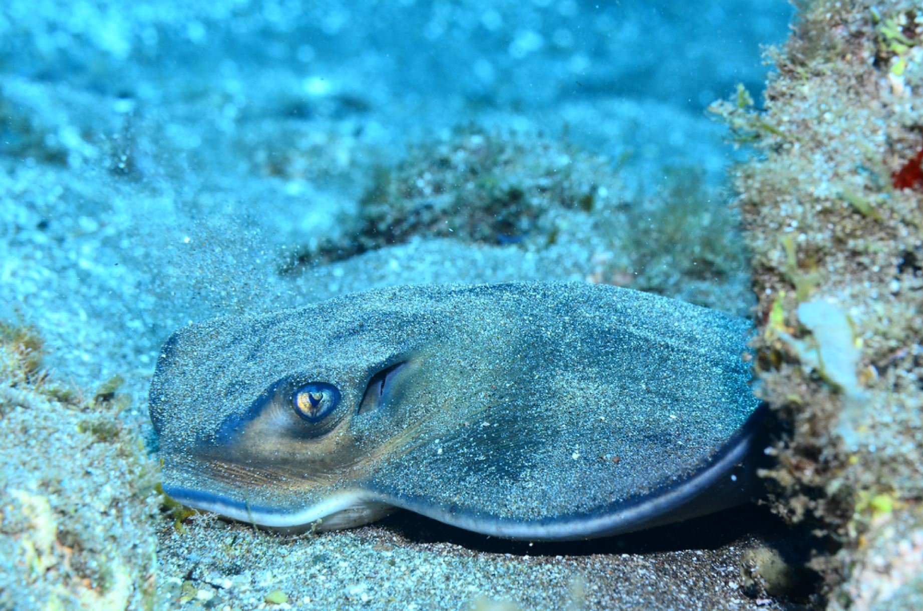 Stingray in the Canary Islands