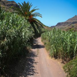 Veneguera