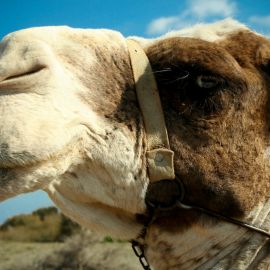 camels-maspalomas-004