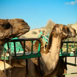 camels-maspalomas-005