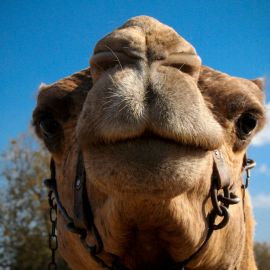 Camel Safari (Maspalomas)