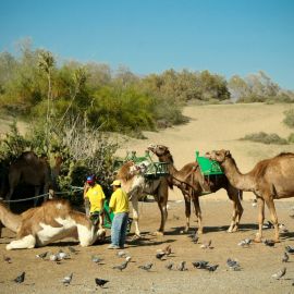 camels-maspalomas-013