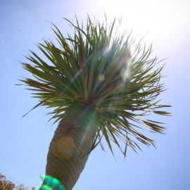 jardin_botanico_viera_y_clavijo-051