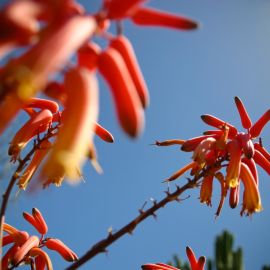 jardin_botanico_viera_y_clavijo-059