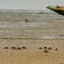 One day excursion The Gambia