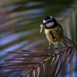 great_tit-002