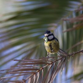 great_tit-003