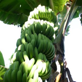 Bananas