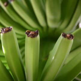 Plants (Flowers)