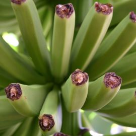 Plants (Flowers)