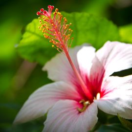 Plants (Flowers)