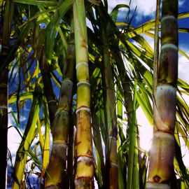 Sugar cane