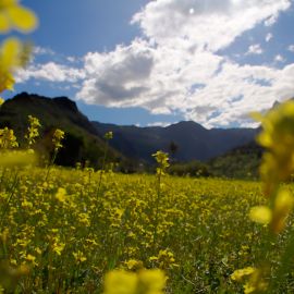 weed_field_flowers-001