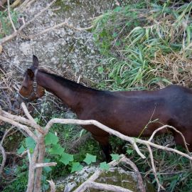 Horse in the Barranco