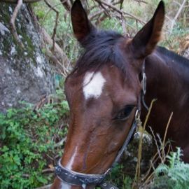 Horse in the Barranco