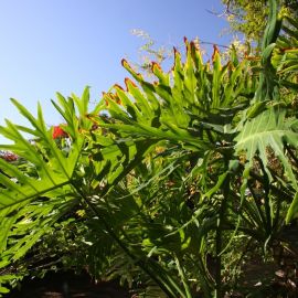 huerto_de_las_flores-27