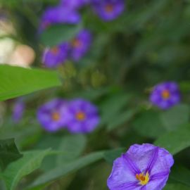 huerto_de_las_flores-31