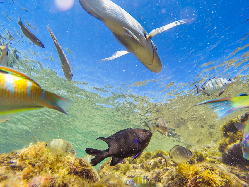 Las Canteras beach is perfect for snorkelling