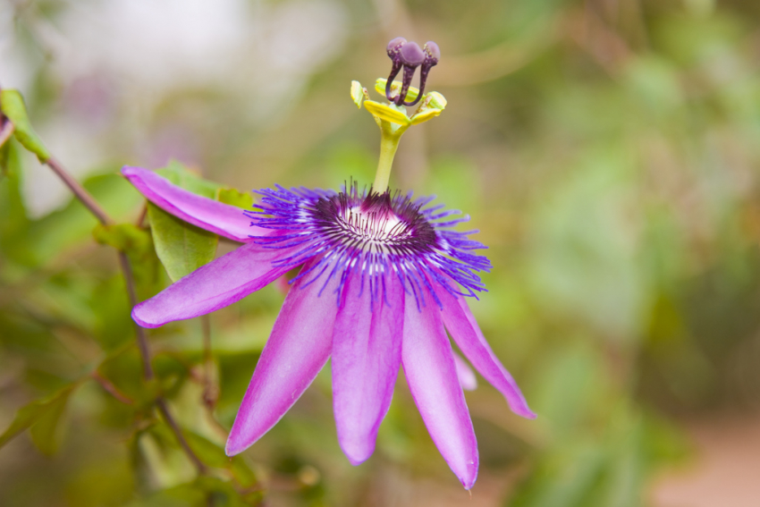 Guide to buying perfume in Gran Canaria