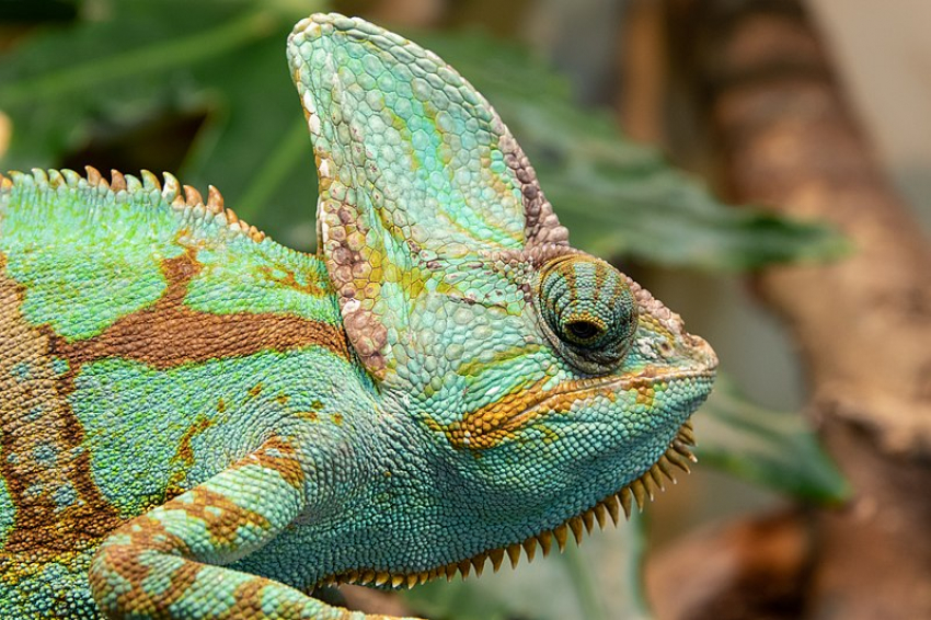 Several veiled chameleons (Chamaeleo calyptratus) have been found close to Arucas, raising fears that the species has gone wild in Gran Canaria