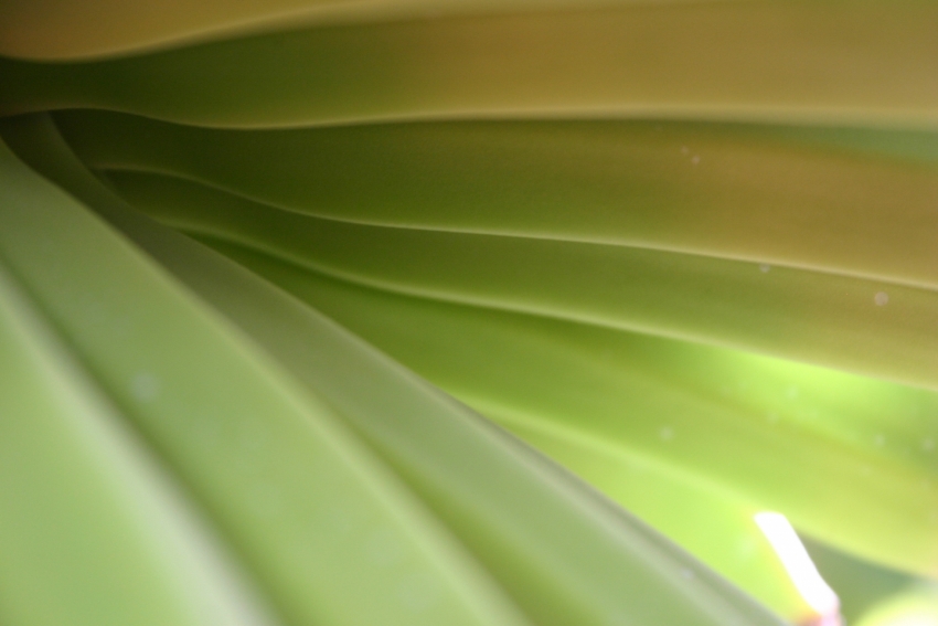 Canary Islands bananas in a plantation