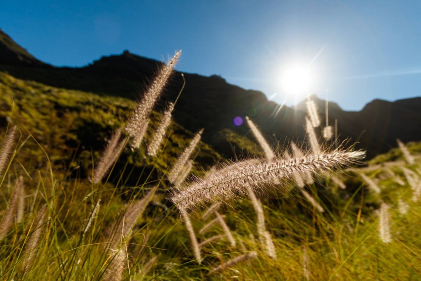 Invasive fountain grass in Gran Canaria